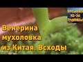 Венерина мухоловка из Китая. Всходы