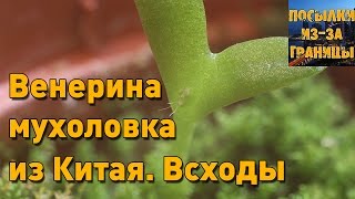 Венерина мухоловка из Китая. Всходы(Венерина мухоловка, из Китая, Всходы. Семена брал на Али. Распаковка семян: https://youtu.be/ZAzrzQSl0hk Так же называют:..., 2016-07-10T18:19:45.000Z)