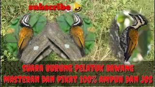Suara burung pelatuk bawang untuk masteran dan pikat mantap 100%