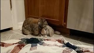 Amos and Naomi Bunny Bonding Day 5