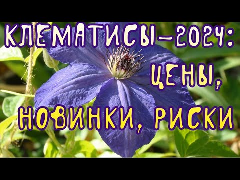 Клематисы-2024: цены, новинки, риски