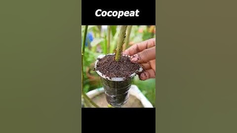 Effective of potatoes on lemon tree propagation #air layering#shorts