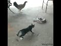 نبرد گربه و مار 