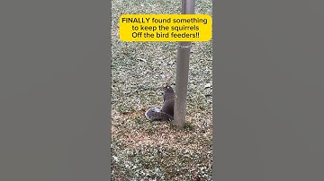 How to keep Squirrels off bird feeders #squirrelsoffbirdfeeder #squirrelsandbirdfeeders #birdfeeder