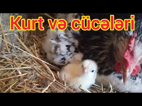 Kürt toyuq və cücələri