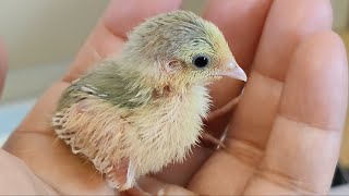My button quail lay eggs and I hatched some button quail babies by 叶子慢生活 33 views 1 year ago 1 minute, 56 seconds