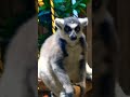 Kharkiv ZOO UKRAINE / Lemur @Pavlo
