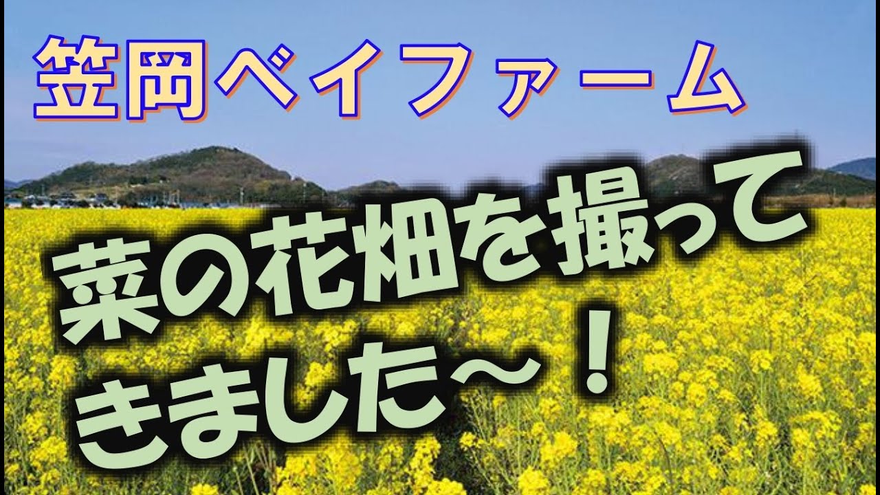 街ぶら 自然散策シリーズ 笠岡ベイファームの菜の花畑へ行ってきました Youtube