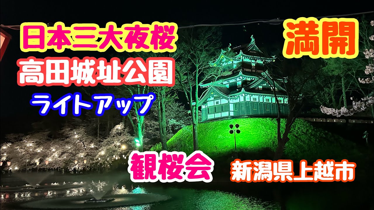 2024年4月10日 日本三大夜桜 高田城址公園 満開の夜 新潟県上越市