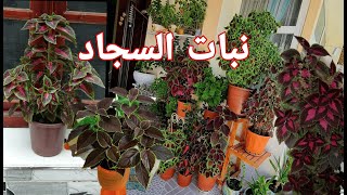 الطريقة الصحيحة لزراعة نبات السجاد مع نصائح العناية بها