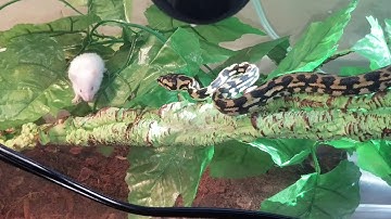 First live hopper mouse!!! Jungle Carpet Python!!!!
