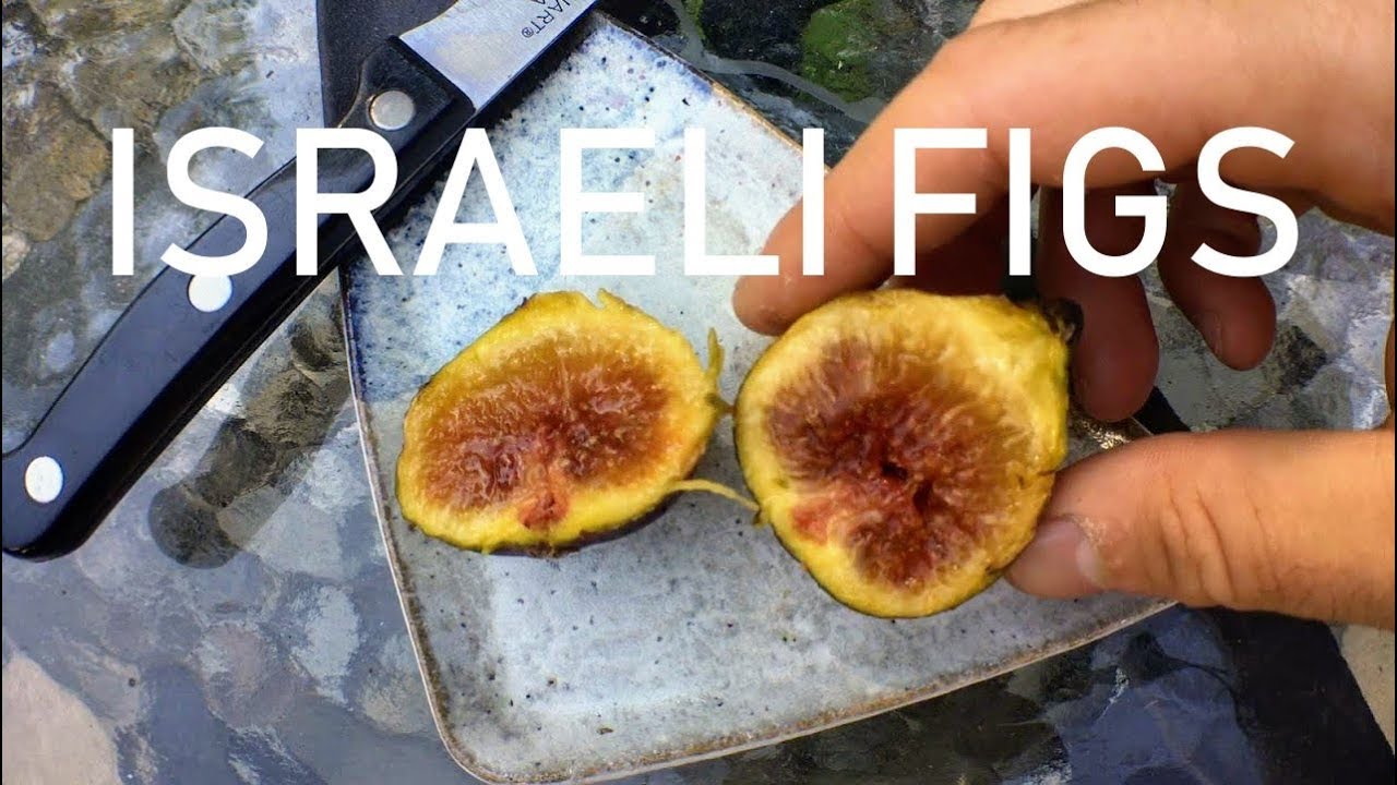UNKNOWN VARIETIES FROM ISRAEL ISRAEL Fig Cutting 2 pcs