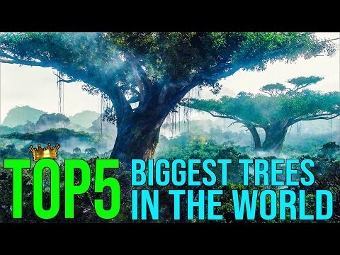 TOP 5 Biggest Trees In The World (Multilingual Subtitles)
