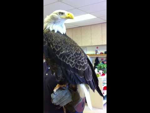 A Beautiful Bald Eagle visits The Maria Montessori Center