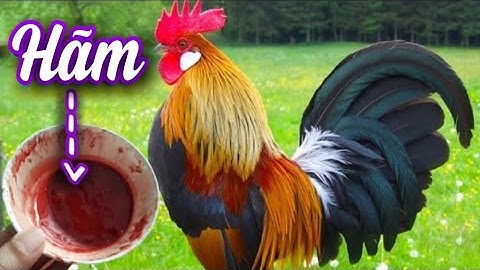 Cách hãm tiết canh gà, chó, ngan, vịt, dê, lợn...không cần chanh, quất, khế, mắm, muối - vlog bổ ích