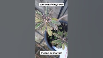 Thumbnail of Mother of Millions Succulent Plant