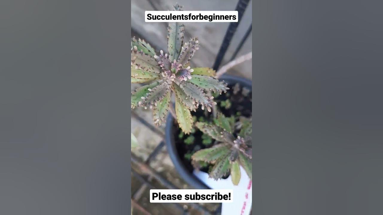 Mother of Millions Succulent Plant