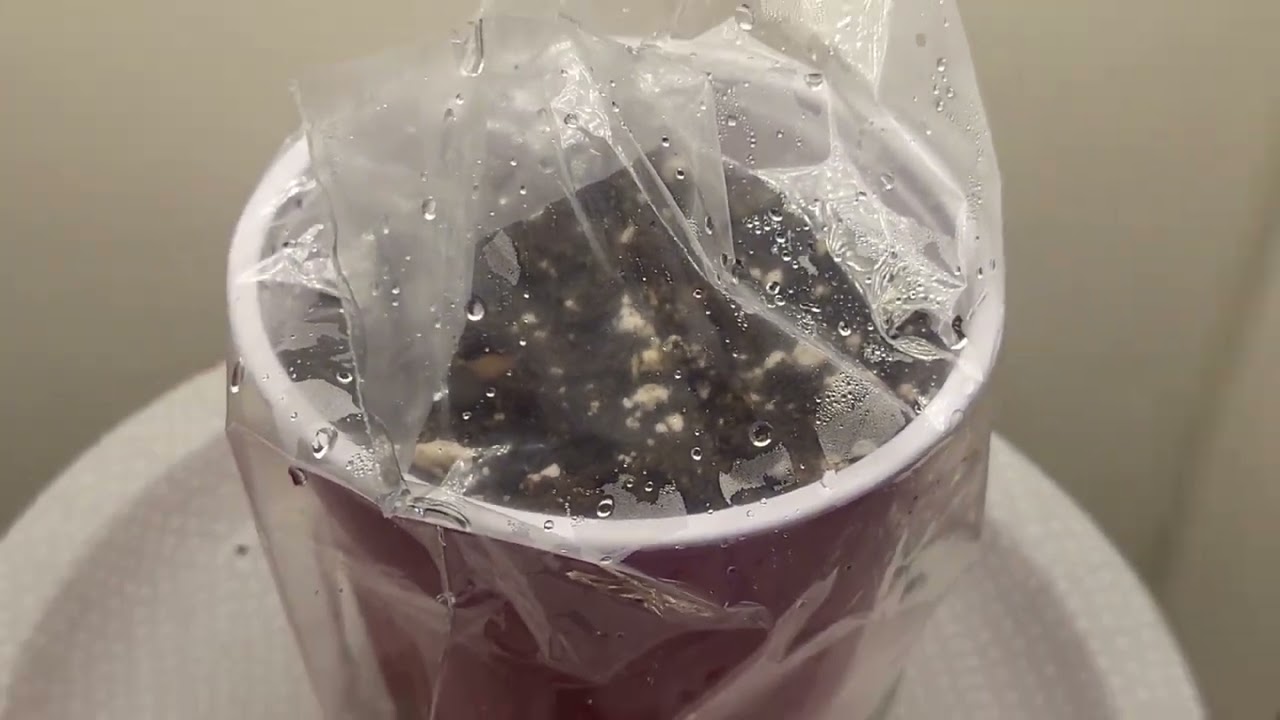 The Lone Seed Project #2 Mendo Purps Sprout!