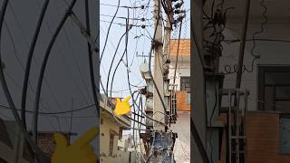 न्यूटल लूज पॉइंट #Shorts #Video #Viral #Electric #Electrical #Electrician #Wireman #Ramsinghlineman