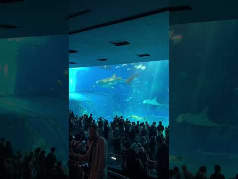 Churaumi Aquarium #lifeisbutadream #travel #shortvideo #beach #aquarium #waves #nature #ocean #short