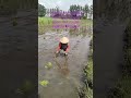 taju tata maju #reels #taju #petanimuda #viral