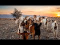 Unseen Mountain Journey: Following The Goat Herd