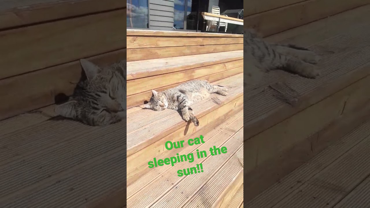 Our cat sleeping in the sun.