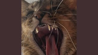 Labyrinth - Showing Teeth