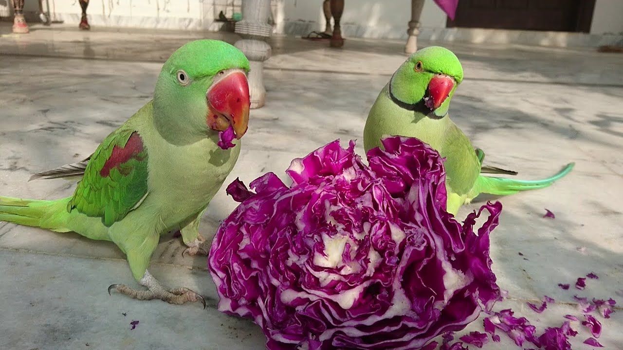 Can Parrots Eat Cabbage? Surprising Facts Revealed