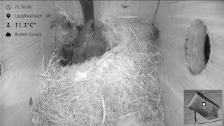 Blue Tit Nest box Loughborough 2026 - livestream - 7 chicks hatched - 8 days old!