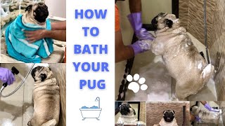 Pug Full Bath And Grooming