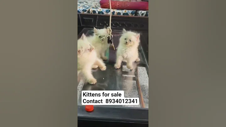 Watch the video about Persian kottens😍 For Sale I Quality kitty 🔥😘 I #cats #shorts #trending #viral #youtubeshorts
