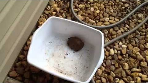 Rescued box turtle slightly deformed