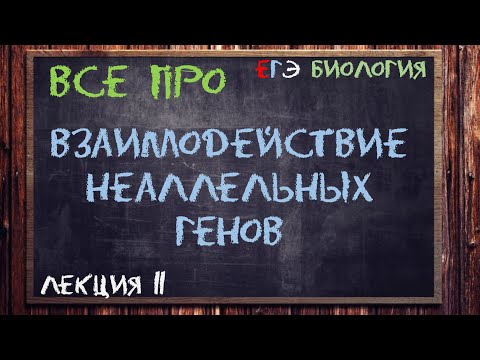 Л.11 | ВЗАИМОДЕЙСТВИЕ НЕАЛЛЕЛЬНЫХ ГЕНОВ | ГЕНЕТИКА | ОБЩАЯ БИОЛОГИЯ ЕГЭ