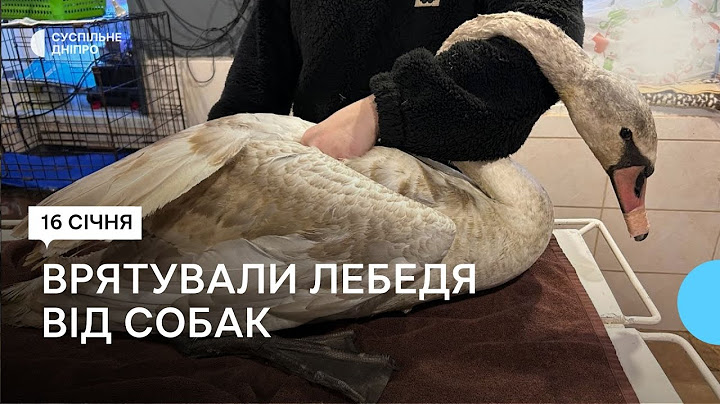 5 днів жив у підвалі: історія врятованого лебідя з Дніпра