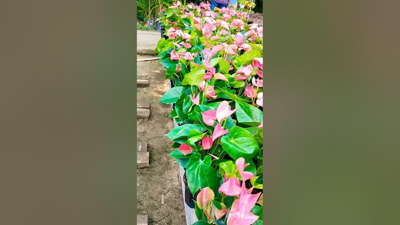 Anthurium plant ☘️🌵🎍🎍🎍 (Puja Nursery Dhanbad) YouTube