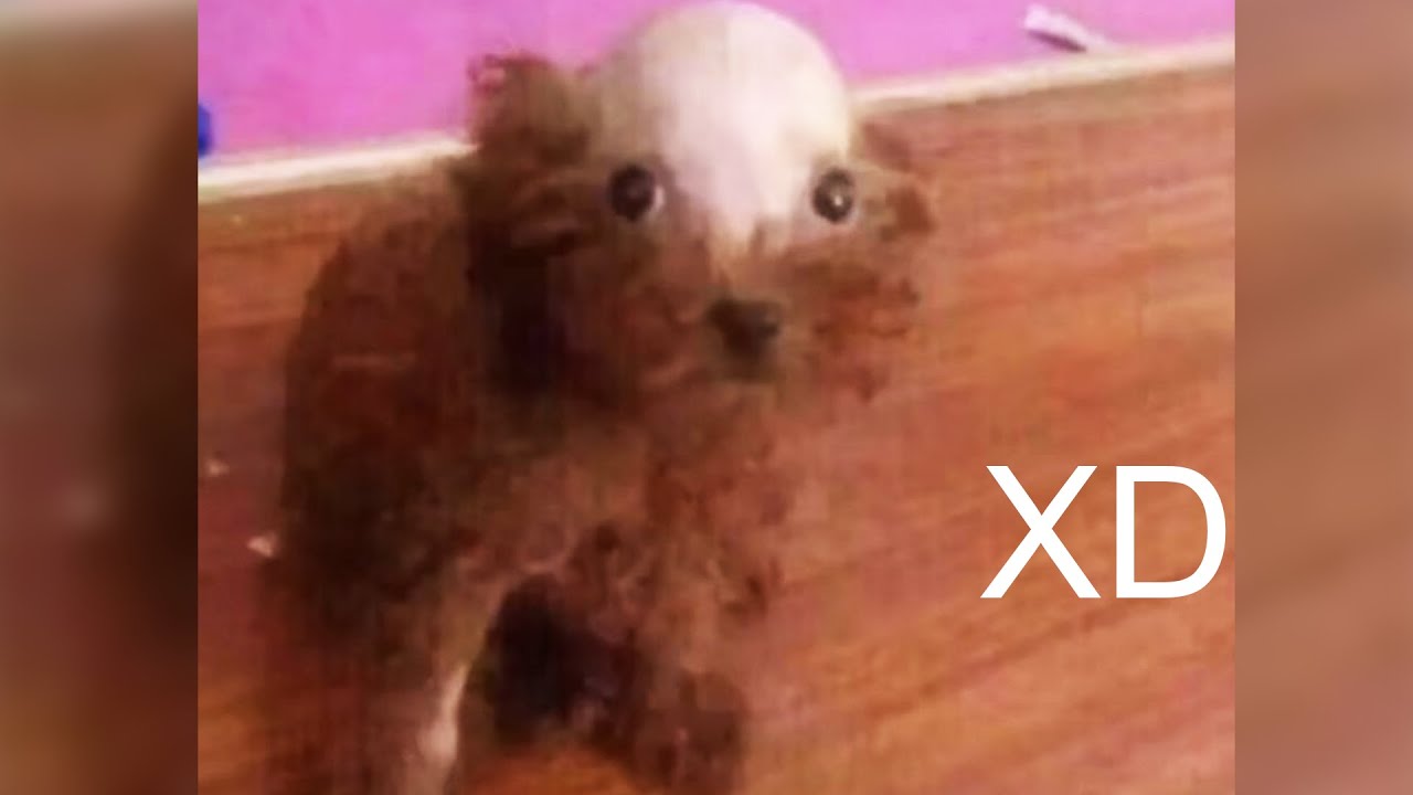 SI TE RÍES PIERDES 😎 [999.99 IMPOSIBLE NO REÍRSE] 😅 Videos De Risa #3