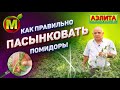 ПОКАЗЫВАЕМ Как Лучше Пасынковать Томаты