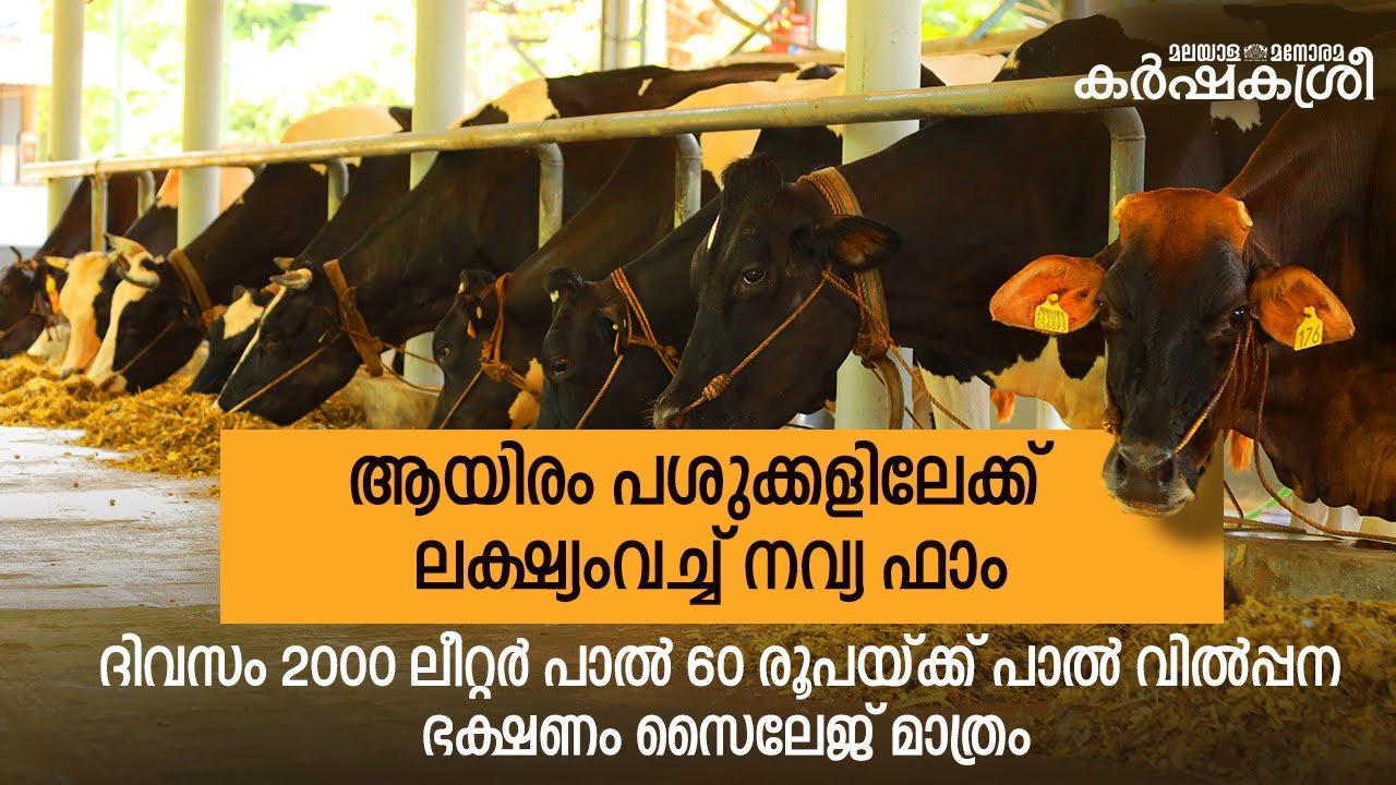 ആയിരം പശുക്കളിലേക്ക്  ലക്ഷ്യംവച്ച് നവ്യ ഫാം | Karshakasree | Navya Farms