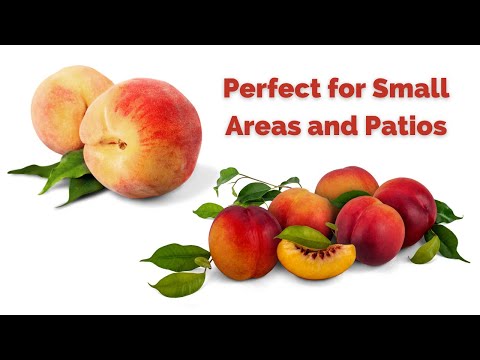 Video: Honey Babe Peaches: Tips for Growing A Honey Babe Peach Tree
