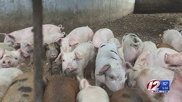 School leftovers being recycled — for pig feed