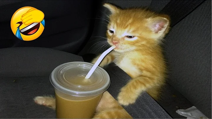 Video 11775021: laugh funniest cats dogs, cat games