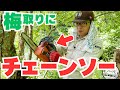 梅取りにチェーンソー！？梅酒に梅シロップ梅干し梅エキス…今年は何を作る？