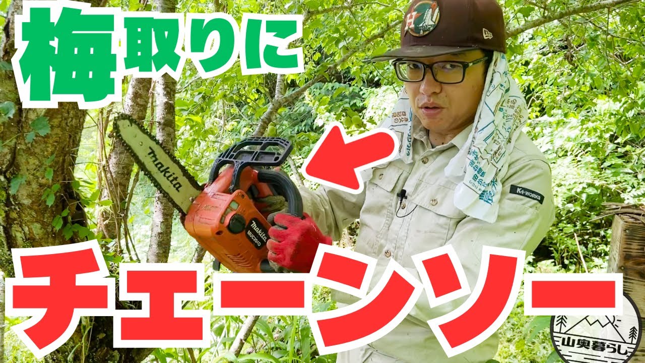 梅取りにチェーンソー！？梅酒に梅シロップ梅干し梅エキス…今年は何を作る？