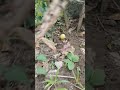 🍋 lemon nimbu #organicfarming #nature