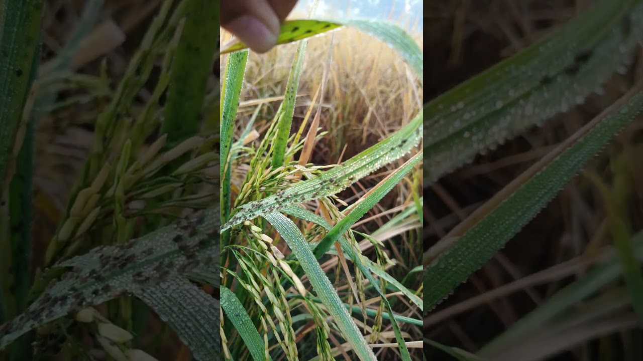 attack of jasid / aphid on rice #rice #agriculture