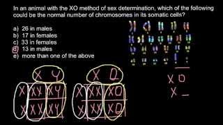 Genetics; XY system vs XO and haplodiploidy explaned