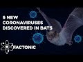 6 new coronaviruses discovered in bats  factonic madewithfilmora shakeupwithfilmora