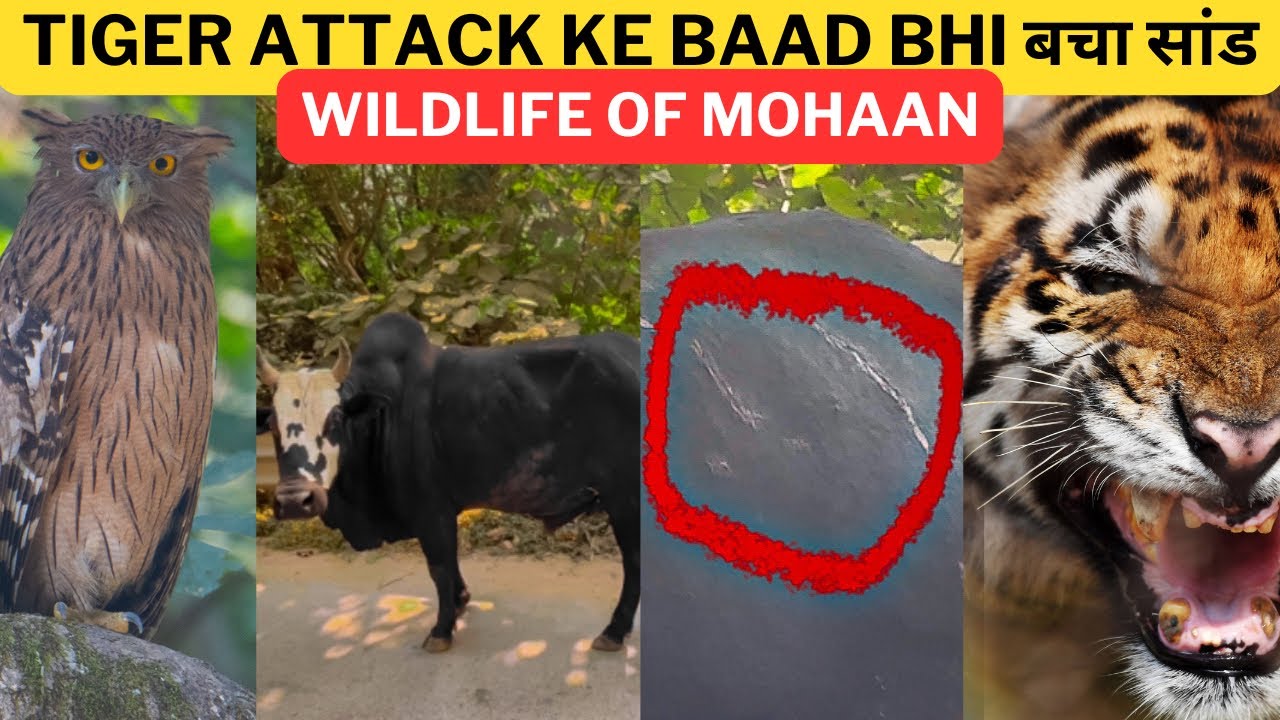 Tiger Attack ke baad bhi बचा सांड‼️Wildlife Of Mohaan With 