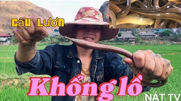 2 Anh Em Đi Câu Lươn đồng Bờ Mương Và Cái kết Lươn Khủng | eel fishing || NÁT TV